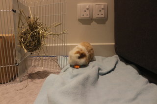 Lance - The Guinea Pig - Guinea Pig Small & Furry