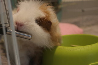 Lance - The Guinea Pig - Guinea Pig Small & Furry