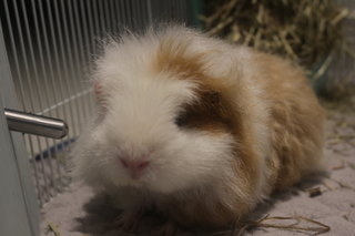 Lance - The Guinea Pig - Guinea Pig Small & Furry