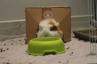 Lance - The Guinea Pig - Guinea Pig Small & Furry