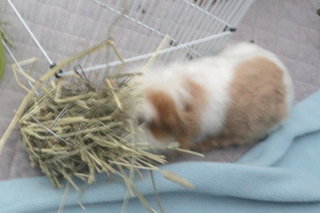 Lance - The Guinea Pig - Guinea Pig Small & Furry