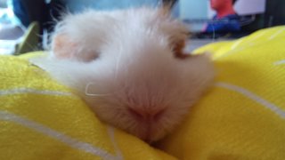 Lance - The Guinea Pig - Guinea Pig Small & Furry