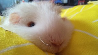 Lance - The Guinea Pig - Guinea Pig Small & Furry