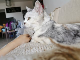 Cantik - Exotic Shorthair Cat