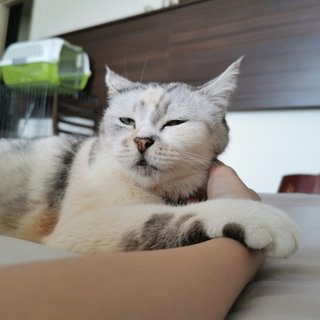 Cantik - Exotic Shorthair Cat