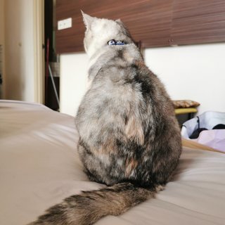 Cantik - Exotic Shorthair Cat