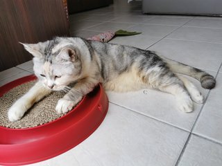 Cantik - Exotic Shorthair Cat