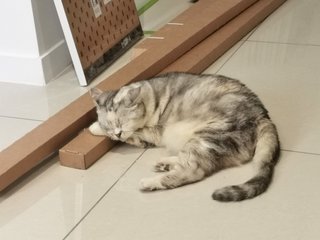 Cantik - Exotic Shorthair Cat