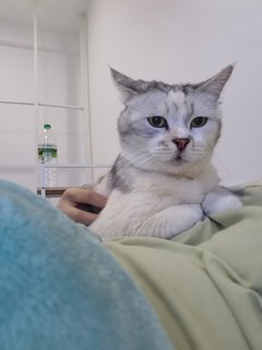 Cantik - Exotic Shorthair Cat