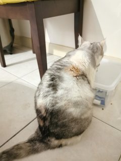 Cantik - Exotic Shorthair Cat