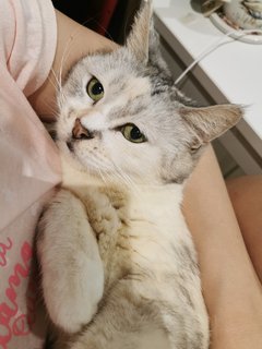 Cantik - Exotic Shorthair Cat