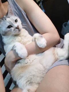 Cantik - Exotic Shorthair Cat