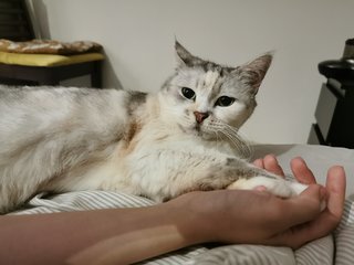 Cantik - Exotic Shorthair Cat