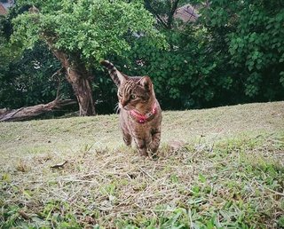 Nacha - Domestic Short Hair Cat