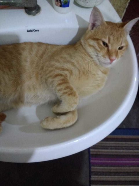 Choco - Tiger Cat