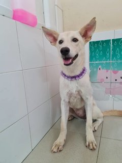 Belle Girl - Mixed Breed Dog