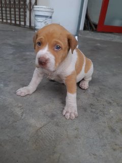 Koby (K) - Mixed Breed Dog