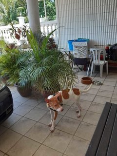 Koby (K) - Mixed Breed Dog