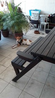 Koby (K) - Mixed Breed Dog