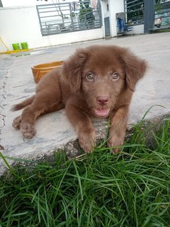 Lolly (K) - Mixed Breed Dog