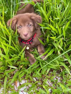 Lolly (K) - Mixed Breed Dog