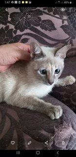 Siamese  Kitten - Siamese Cat