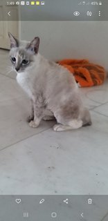 Siamese  Kitten - Siamese Cat