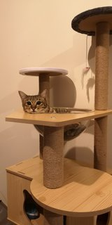 Meeka - Tabby Cat