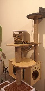 Meeka - Tabby Cat