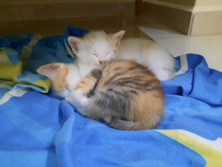 Kittens - Domestic Short Hair Cat