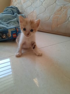 Kittens - Domestic Short Hair Cat