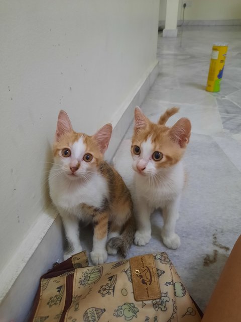 Kittens - Domestic Short Hair Cat