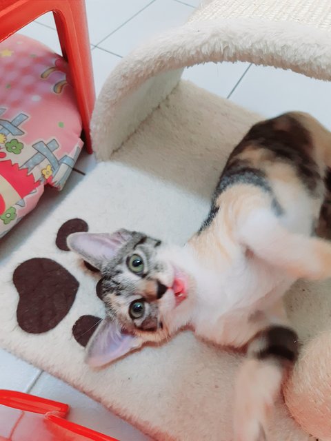 Cookie - Calico Cat