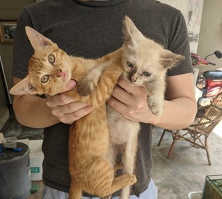 Butter &amp; Milk - Domestic Short Hair Cat