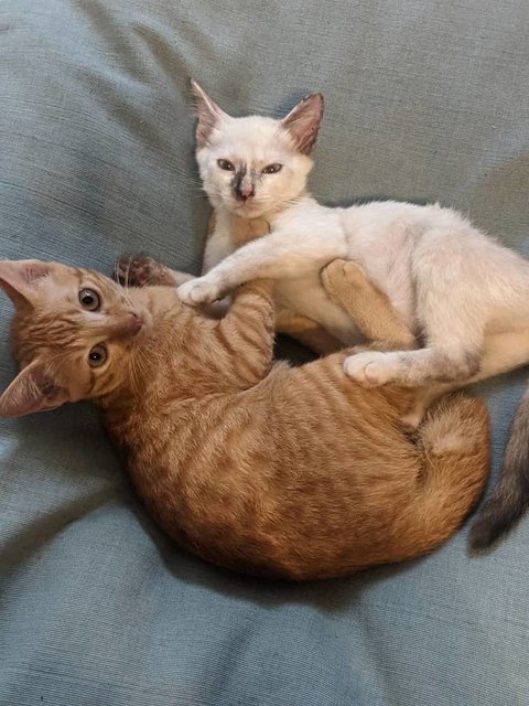 Butter &amp; Milk - Domestic Short Hair Cat