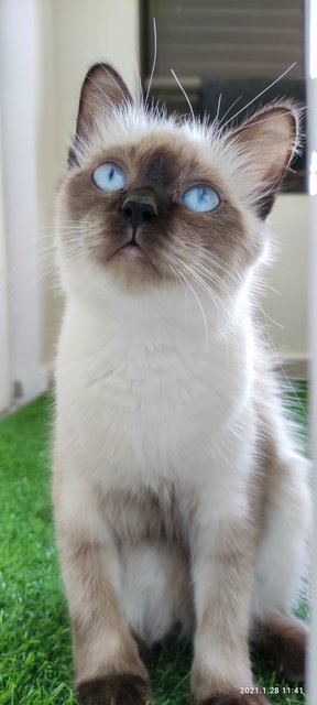 Fluffy - Siamese Cat