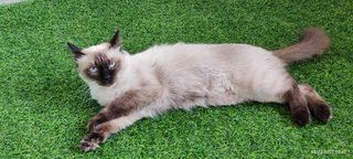 Fluffy - Siamese Cat