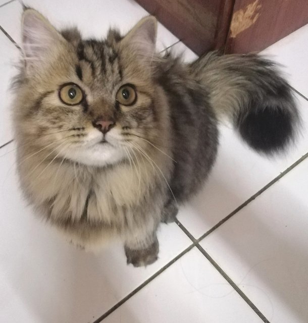 Mainecoon Tiger - Maine Coon + Persian Cat