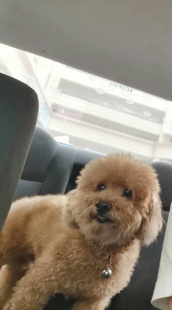 Zai Zai (仔仔） - Poodle Dog