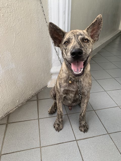 Qiu Qiu &amp; Bui Bui - Mixed Breed Dog