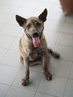 Qiu Qiu &amp; Bui Bui - Mixed Breed Dog