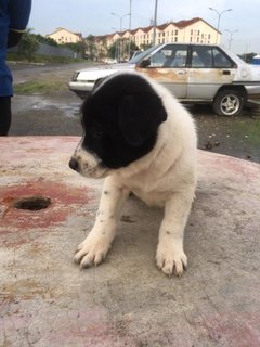 Icity Puppies - Mixed Breed Dog