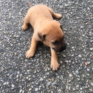 Icity Puppies - Mixed Breed Dog