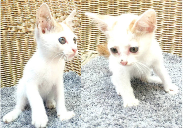 2 Handsome White Kittens, Alpha &amp; Lego - Japanese Bobtail + Domestic Medium Hair Cat