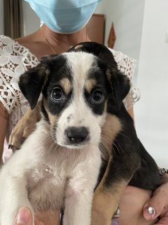 Two Cuties - Shetland Sheepdog Sheltie Mix Dog