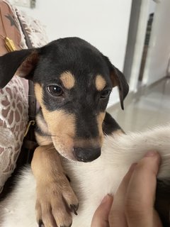 Two Cuties - Shetland Sheepdog Sheltie Mix Dog