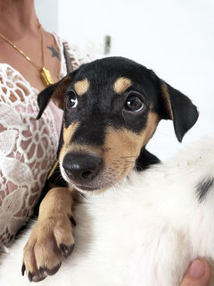 Two Cuties - Shetland Sheepdog Sheltie Mix Dog