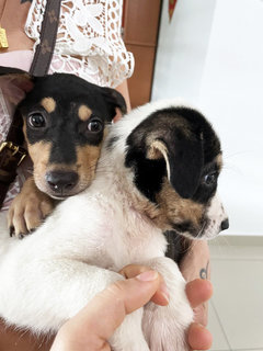 Two Cuties - Shetland Sheepdog Sheltie Mix Dog