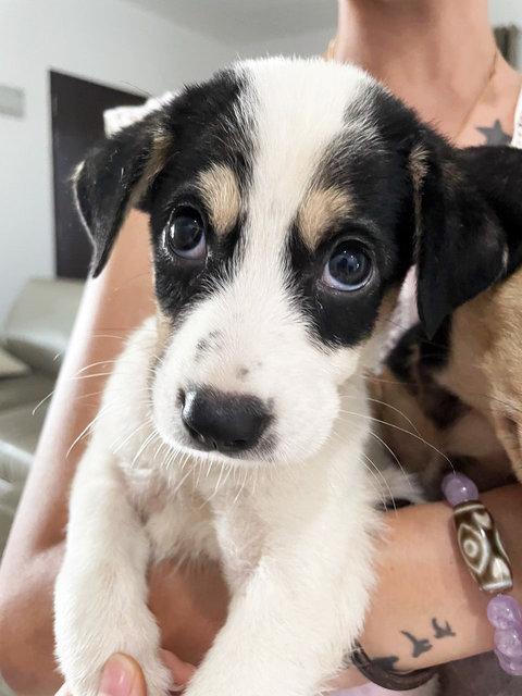 Two Cuties - Shetland Sheepdog Sheltie Mix Dog