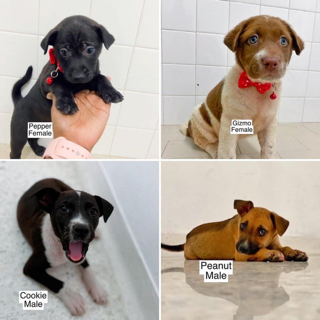 Puppies All Adopted  - Mixed Breed Dog